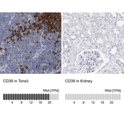 CD38 Antibody, Novus Biologicals 0.1mL; Unlabeled:Antibodies, Polyclonal